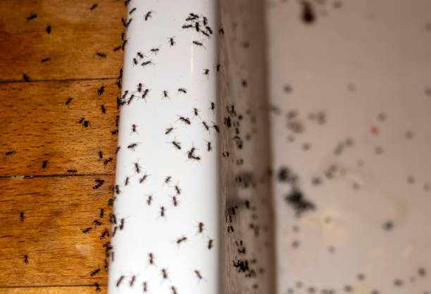 Best Termite Control Services  in Romney, WV